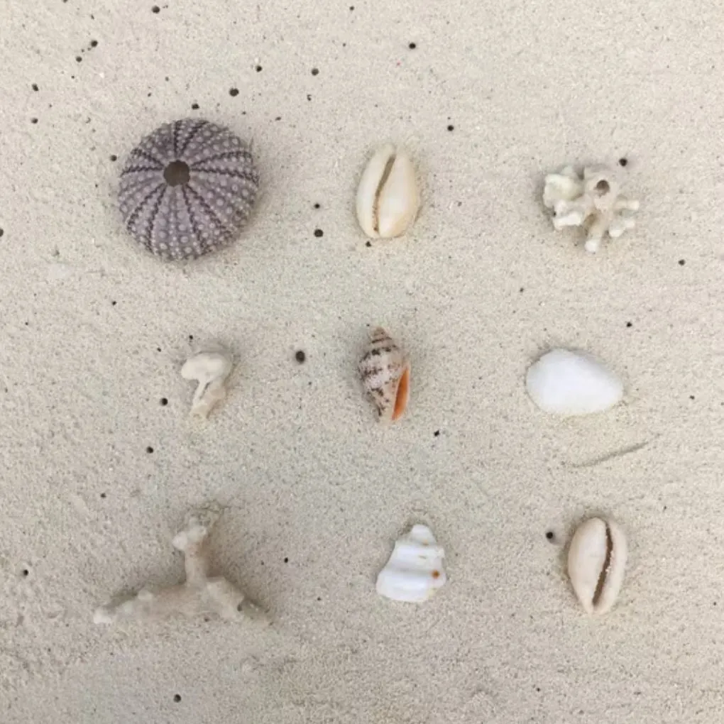 małże, muszle, piórówka, kolorowe muszle, plażowe dekoracje