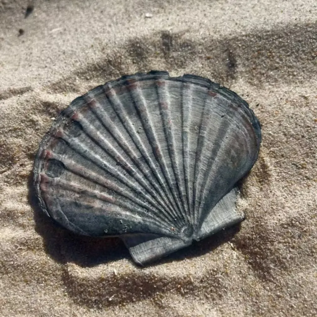 muszla, skorupa, scalony, plaża, kolekcja