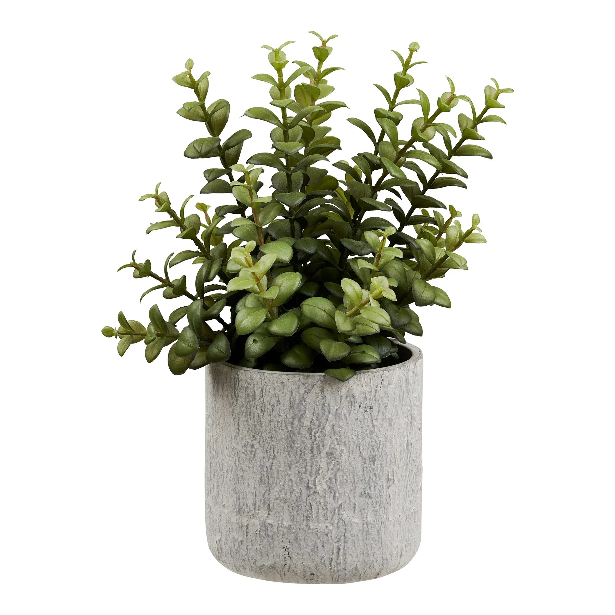Sukulent w cementowej doniczce 33cm