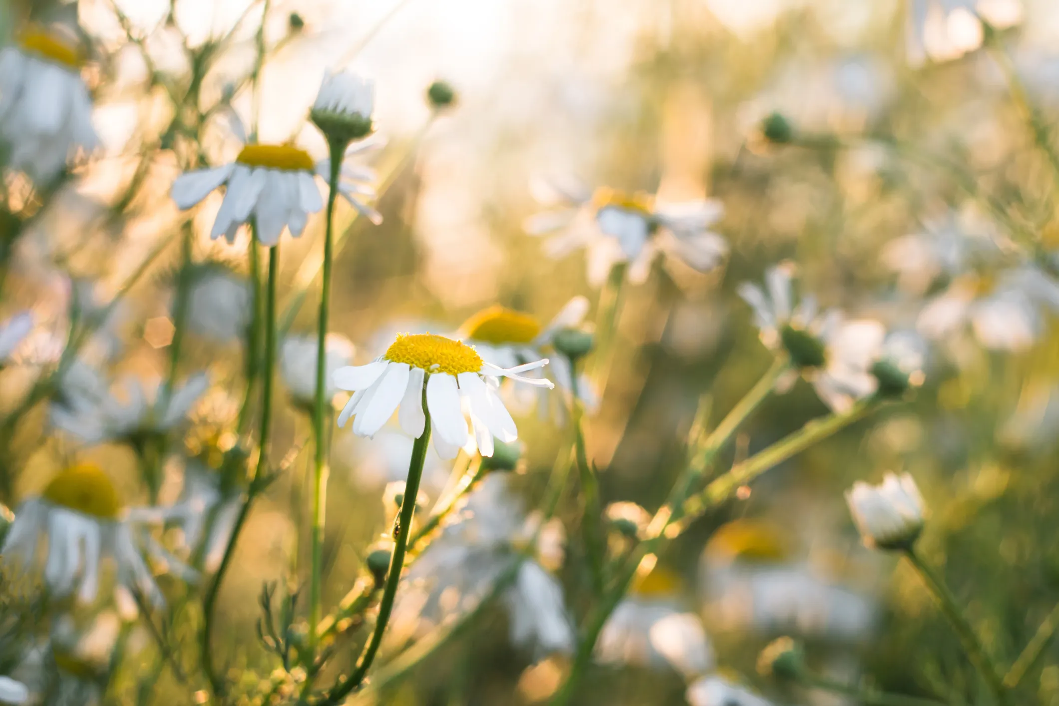 Daisy, Kwiat, Roślina, Płatek
