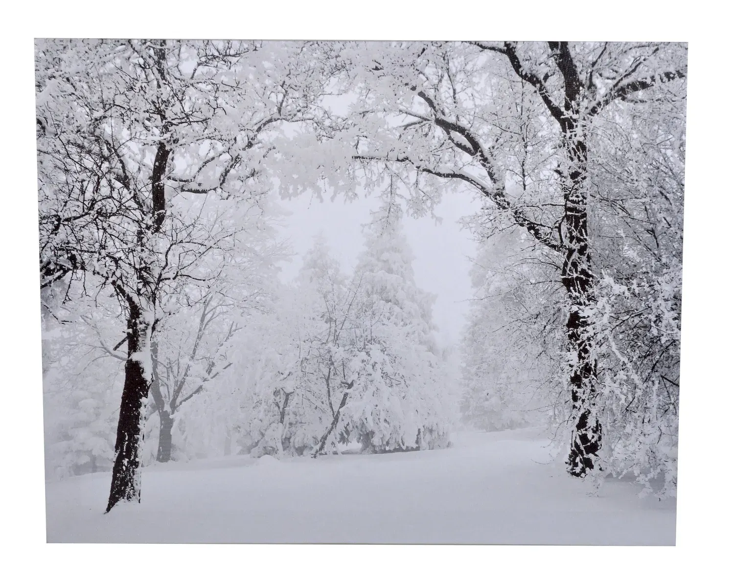 Obraz OŚNIEŻONY LAS biały czarny
