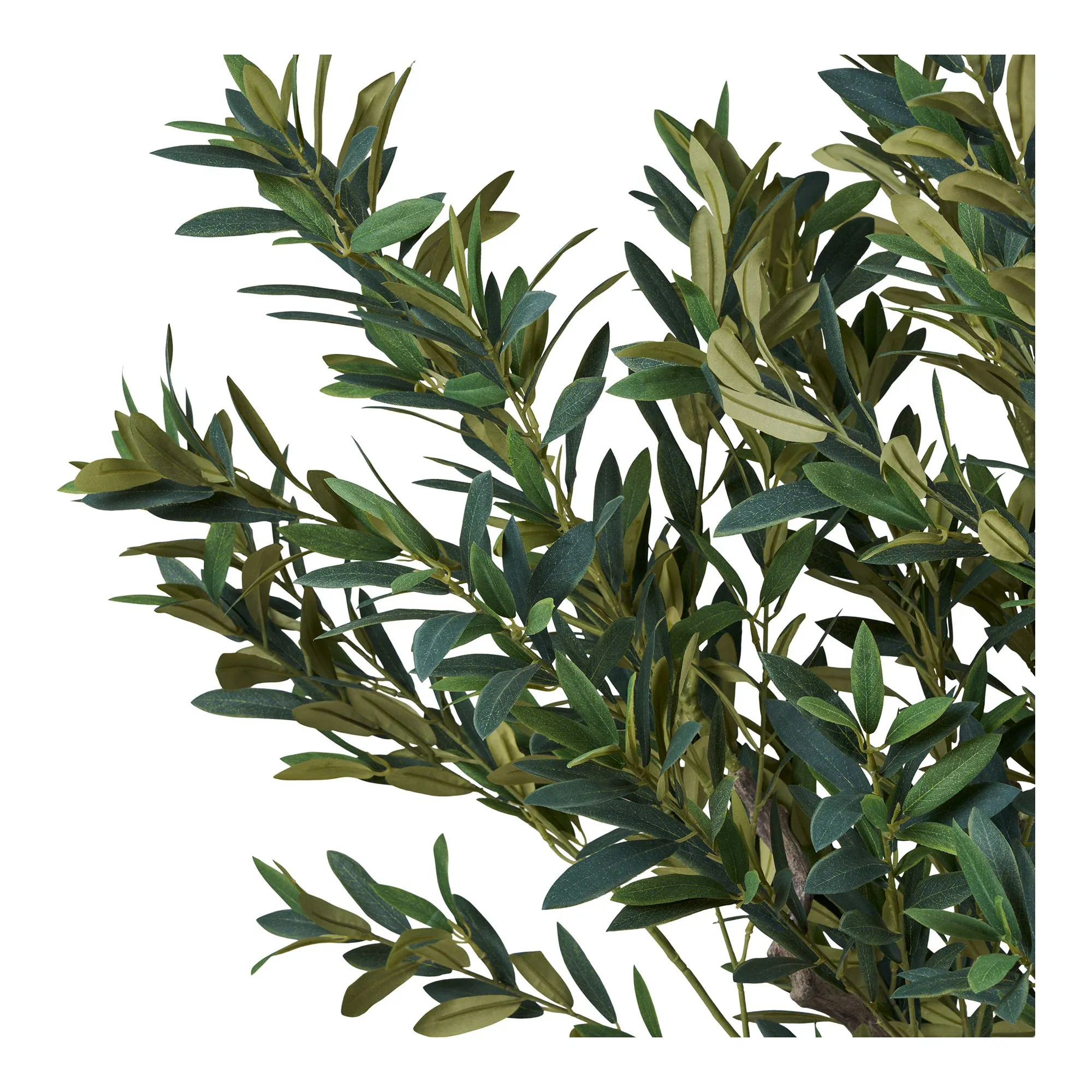 Drzewo oliwne OLIVE 220cm — zdjęcie 8