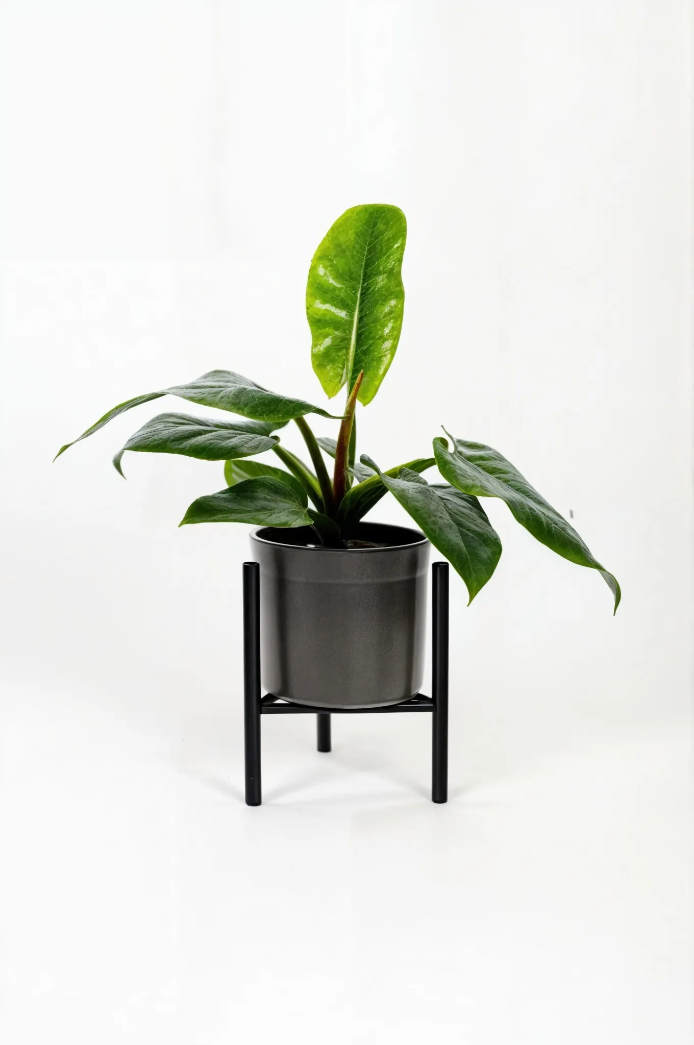 Liść, Roślina, Roślina doniczkowa, plantator, Kwiat