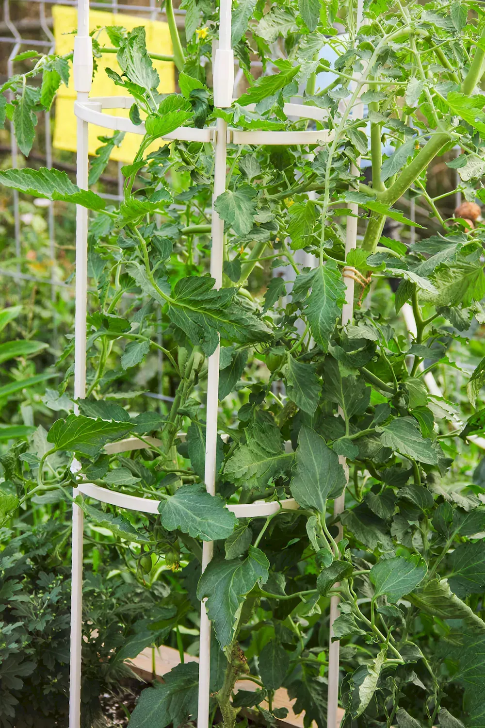 Metalowa pergola na róże CULTIVO 210 cm biała - FG006757