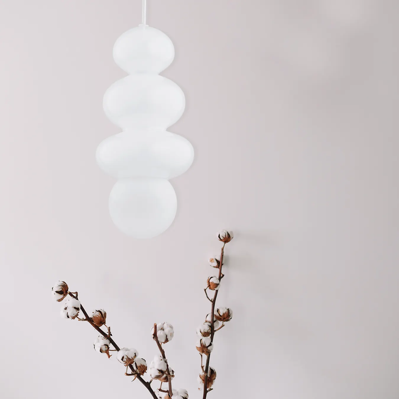 image Światło, Kwiat, Roślina