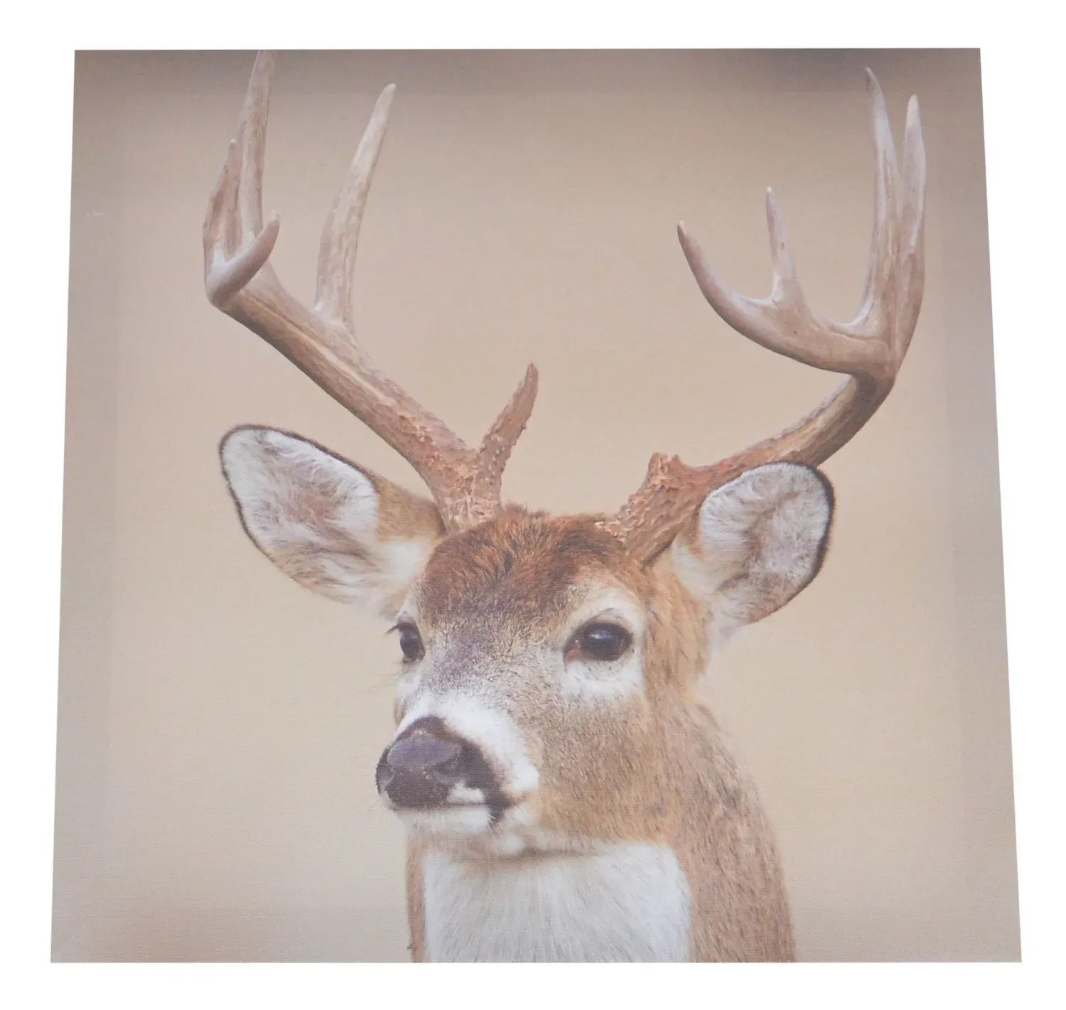 Obraz JELEŃ 40X40CM beżowy Obraz JELEŃ 40X40CM beżowy