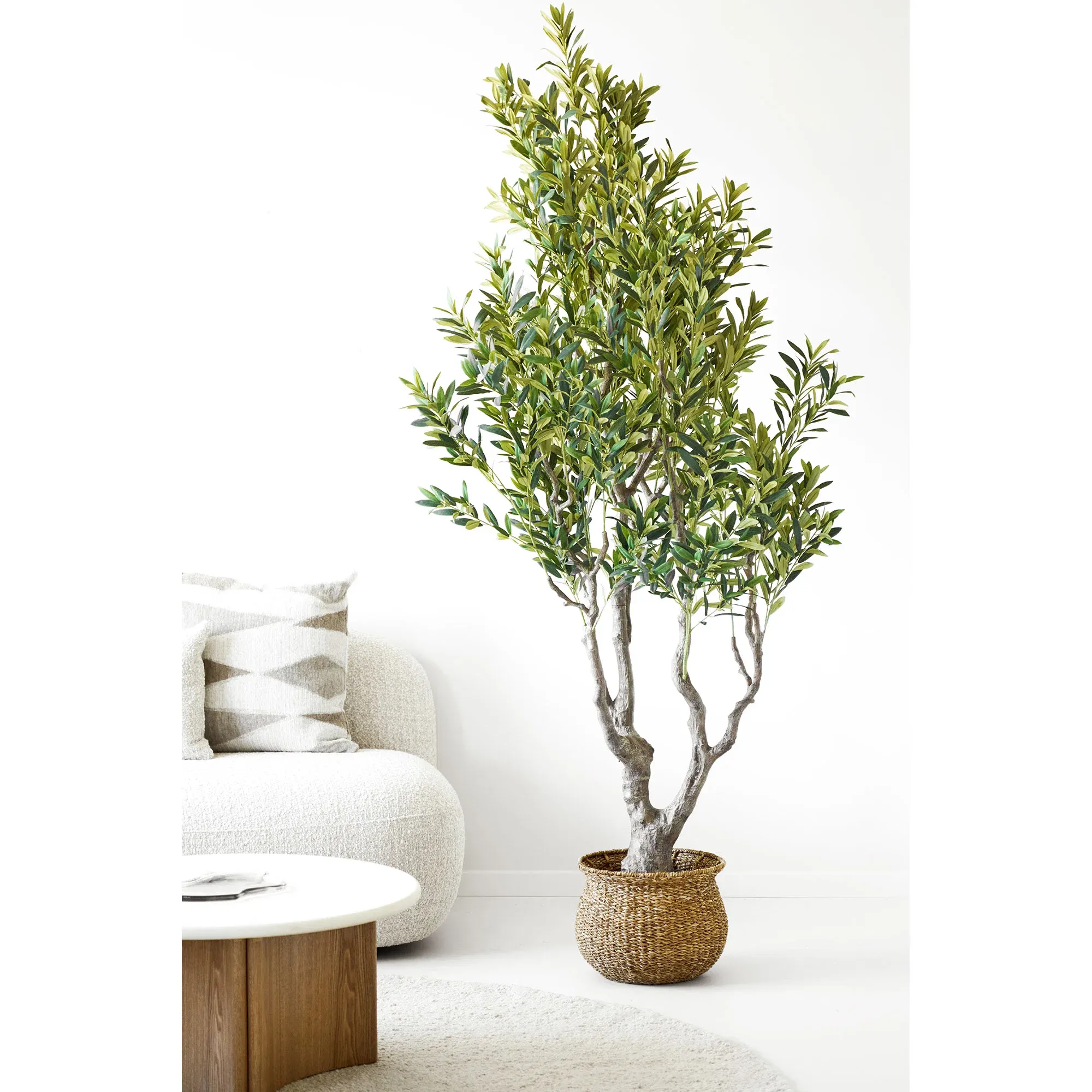 Drzewo oliwne OLIVE 220cm — zdjęcie 2