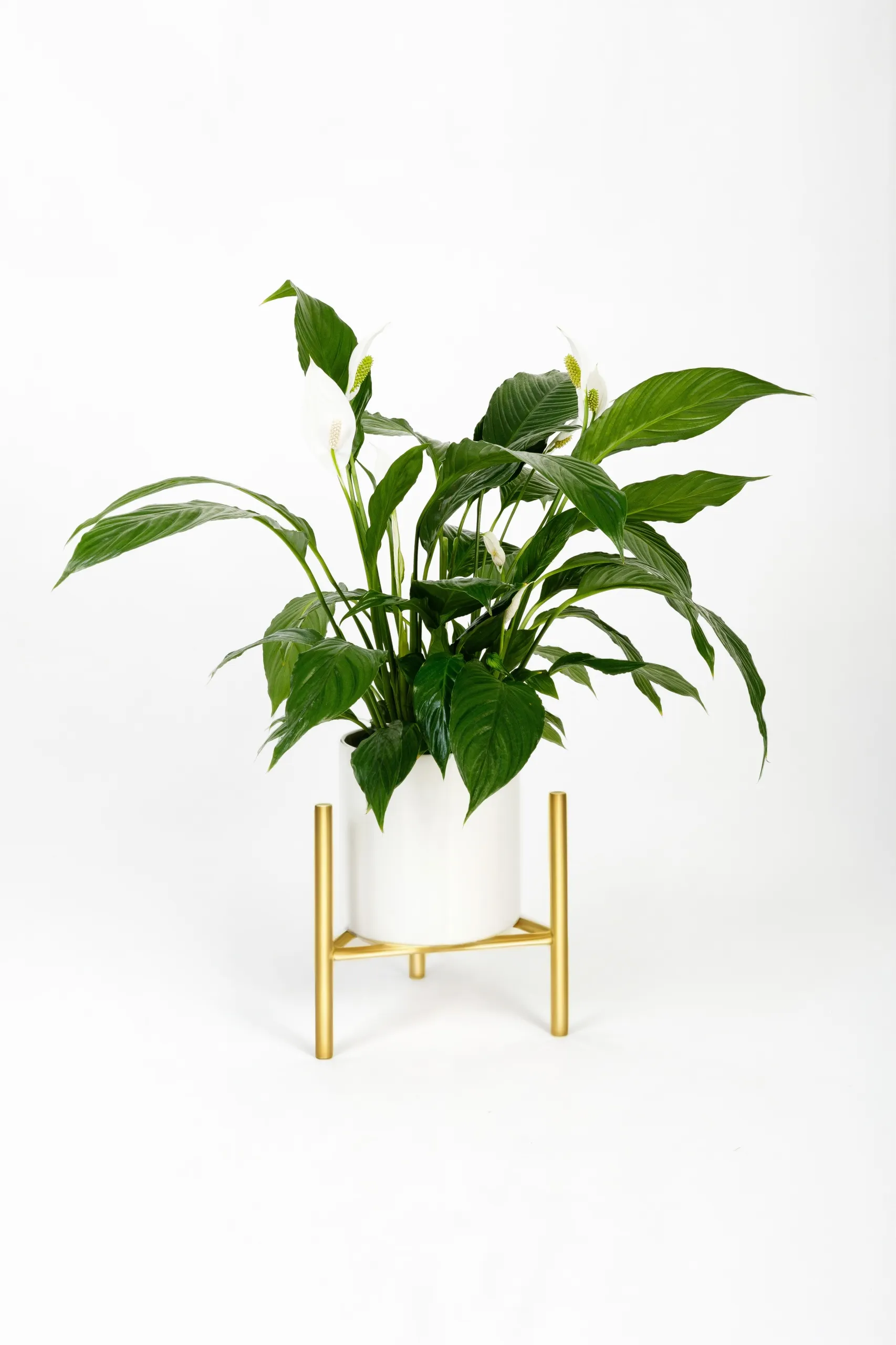 Kwietnik-stojak na donice metalowy DIJON L złoty - LD_TZ000057