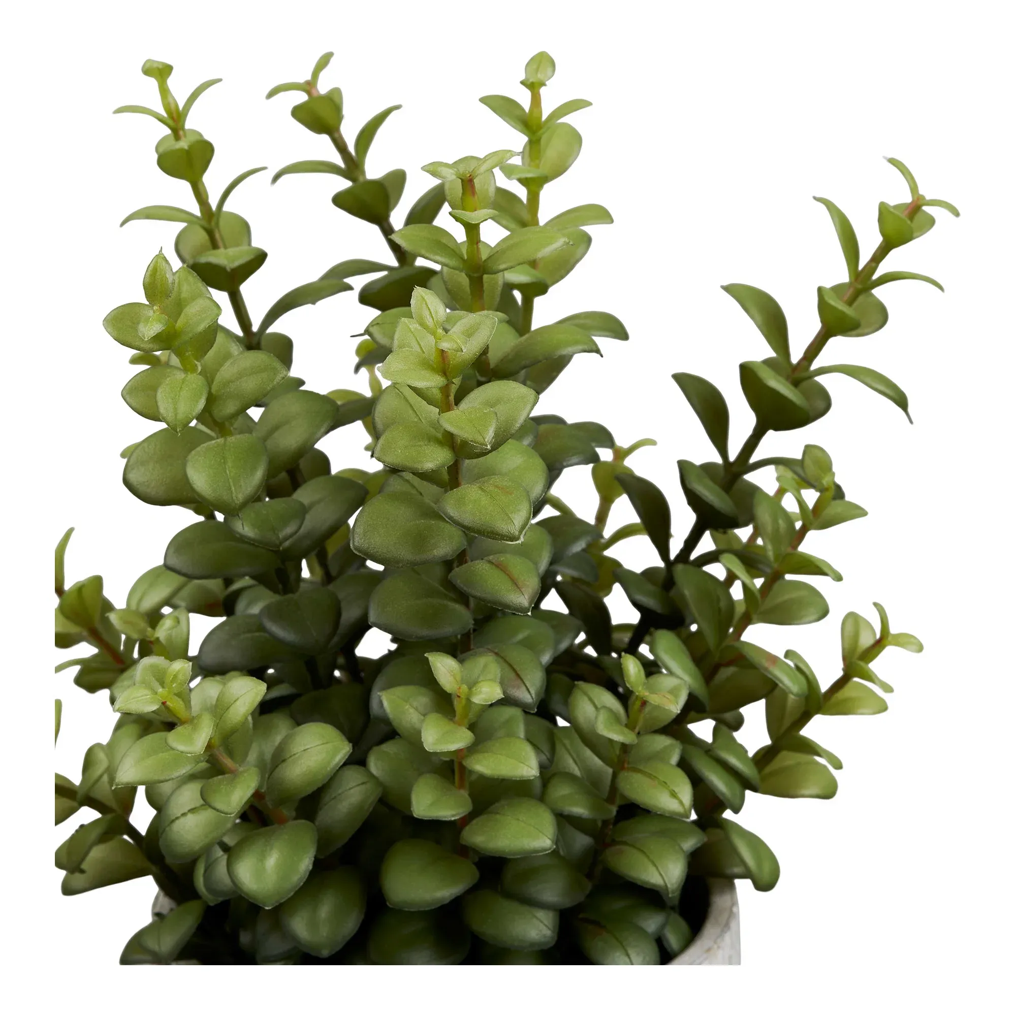 Sukulent w cementowej doniczce 33cm — zdjęcie 3