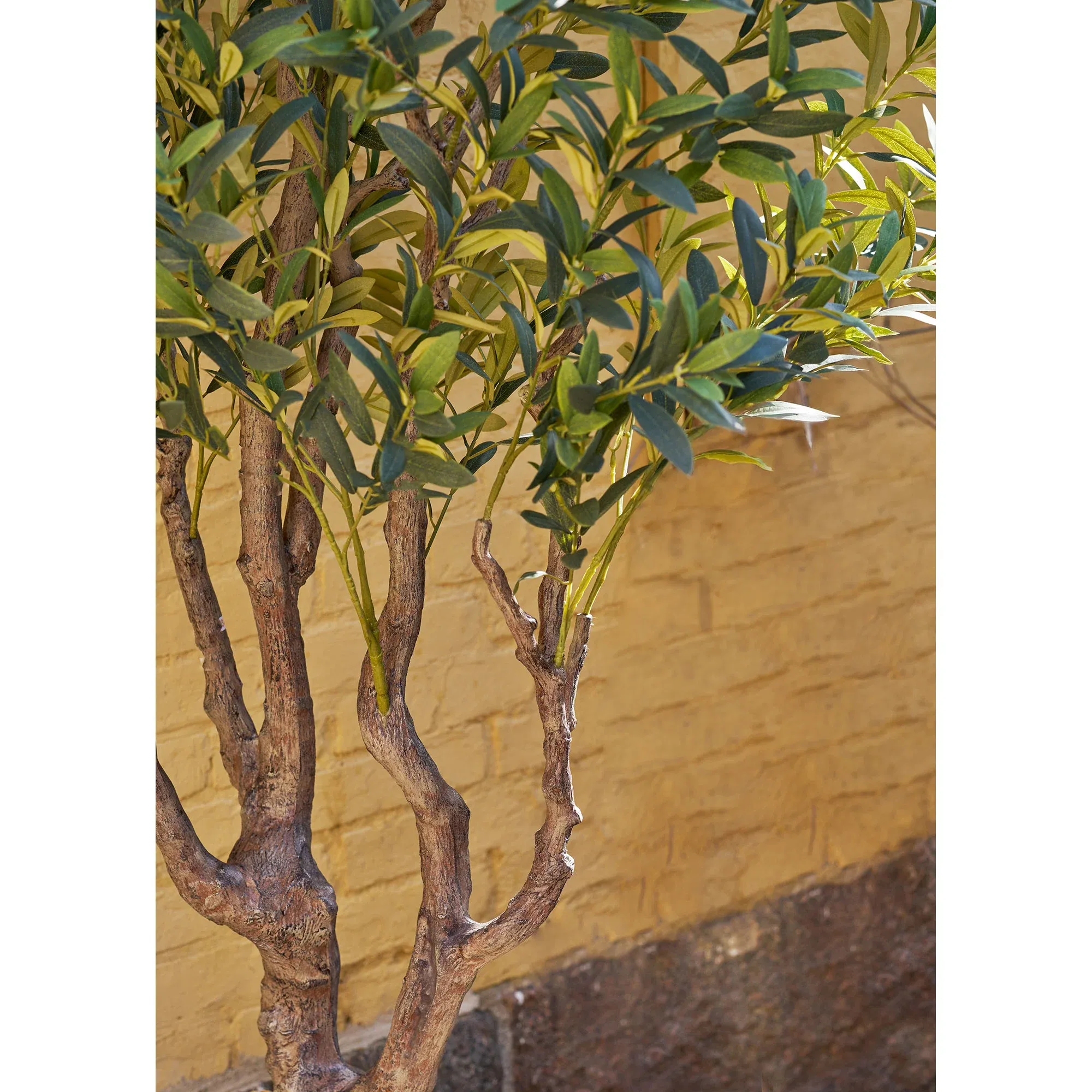 Drzewo oliwne OLIVE 220cm — zdjęcie 6